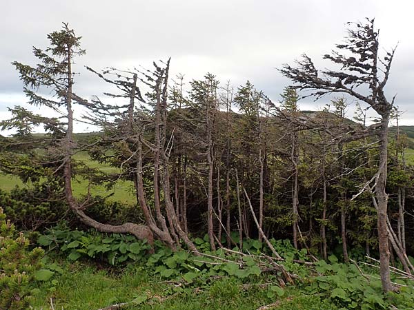 Picea abies / Norway Spruce, A Schneealpe 30.6.2020