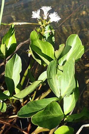Menyanthes trifoliata \ Fieberklee / Bogbean, A Tauplitz-Alm 5.7.2020