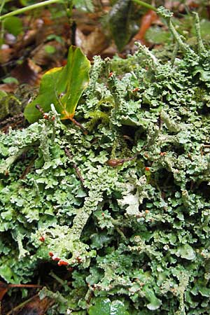 Cladonia sulphurina ? \ Schwefelgelbe Becher-Flechte / Sulphur Cup Lichen, A Gloggnitz 4.8.2011