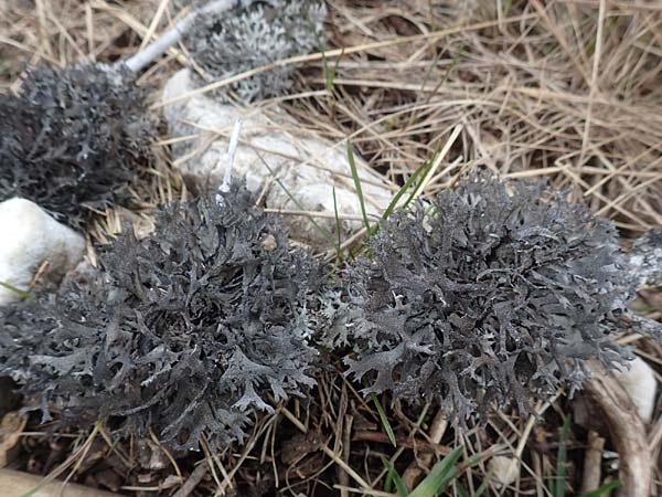 Pseudevernia furfuracea \ Band-Flechte, Baum-Flechte, A Kärnten, Hochobir 19.5.2016