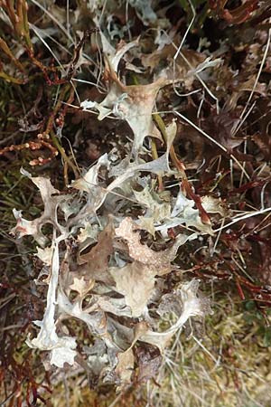 Cetraria islandica \ Islndisch Moos, Island-Moos / Iceland Moss, A Kärnten/Carinthia, Koralpe 21.5.2016