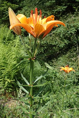 Lilium bulbiferum subsp. bulbiferum \ Brutknllchentragende Feuerlilie / Orange Lily, A Pusterwald 1.7.2019