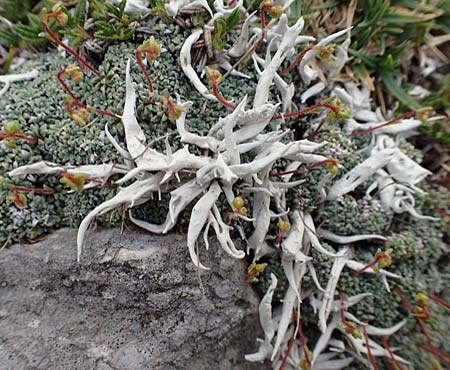 Thamnolia vermicularis \ Wurm-Flechte, Totengebein-Flechte / Whiteworm Lichen, A Trenchtling 3.7.2019