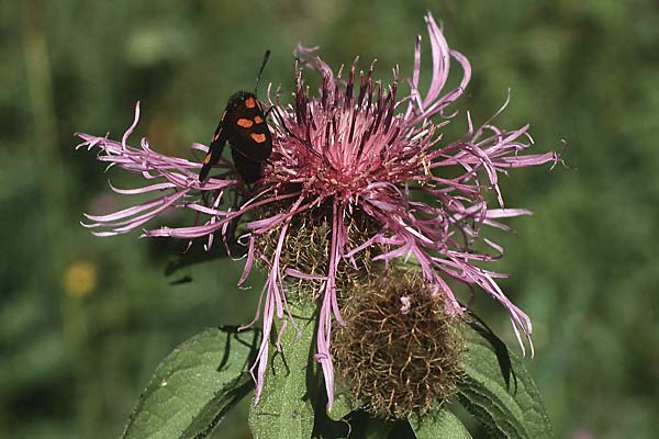 Centaurea pseudophrygia \ Percken-Flockenblume / Wig Knapweed, A Lechtal, Elbigenalb 16.8.1987