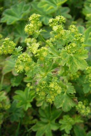 Alchemilla glabra ? \ Kahler Frauenmantel / Smooth Lady's Mantle, A Kärnten/Carinthia, Petzen 2.7.2010