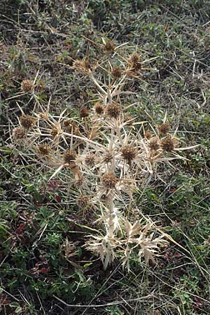 Eryngium campestre \ Feld-Mannstreu / Field Thistle, A Breitenbrunn 24.9.2022