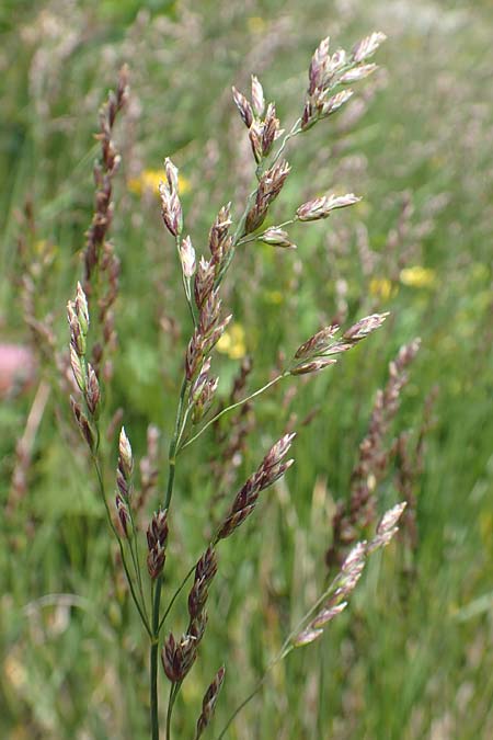 Festuca pulchella \ Zierlicher Schwingel, A Osttirol, Porze 13.7.2019