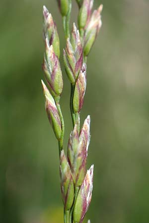 Festuca pulchella \ Zierlicher Schwingel, A Osttirol, Porze 13.7.2019