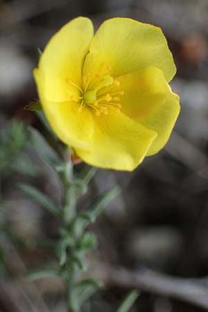 Fumana procumbens \ Niederliegendes Nadelrschen / Heath Rose, A Hainburg 25.9.2022