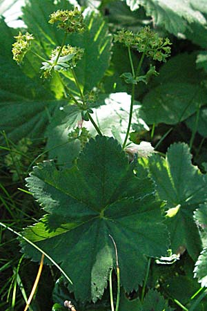 Alchemilla vulgaris agg. \ Gewhnlicher Frauenmantel, A Kärnten, Petzen 21.7.2007