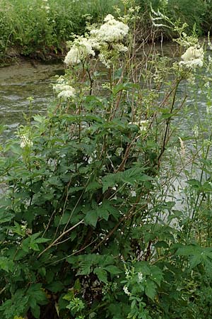 Filipendula ulmaria \ Echtes Mdes / Meadowsweet, A Tragöß 5.7.2019