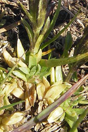 Gentiana pumila / Dwarf Gentian, A Trenchtling 3.7.2010