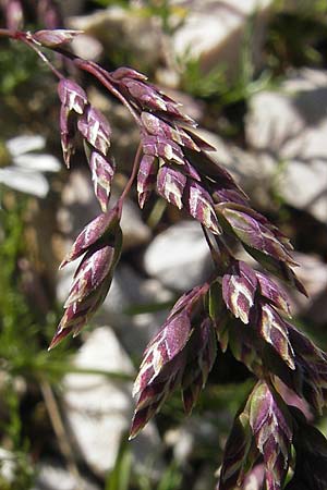 Poa alpina \ Alpen-Rispengras / Alpine Meadow Grass, A Dachstein 20.7.2010