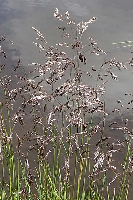 Deschampsia cespitosa \ Rasen-Schmiele / Tufted Hair Grass, Tussock Grass, A Kärnten/Carinthia, Koralpe 1.7.2022