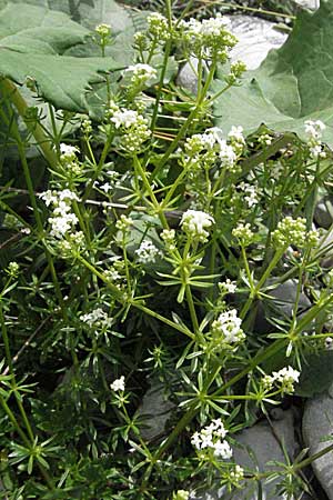 Galium pumilum \ Heide-Labkraut, Zierliches Labkraut, A Lechtal, Forchach 27.5.2007