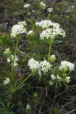 Galium pumilum \ Heide-Labkraut, Zierliches Labkraut / Slender Bedstraw, A Lechtal, Forchach 27.5.2007