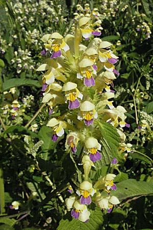 Galeopsis speciosa \ Bunter Hohlzahn / Large-flowered Hemp-Nettle, A Turrach 22.7.2007