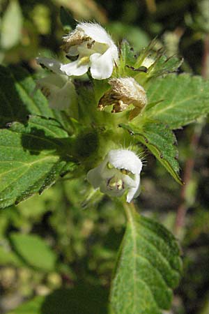 Galeopsis tetrahit \ Stechender Hohlzahn / Common Hemp-Nettle, A Turrach 22.7.2007