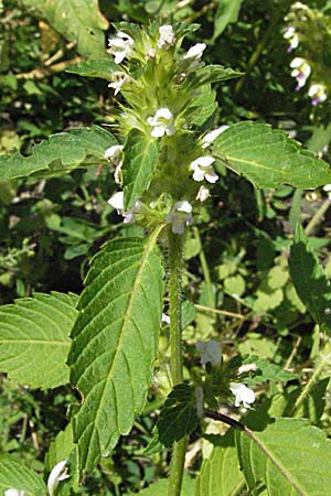 Galeopsis tetrahit \ Stechender Hohlzahn / Common Hemp-Nettle, A Turrach 22.7.2007