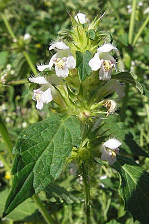 Galeopsis tetrahit \ Stechender Hohlzahn, A Turrach 22.7.2007