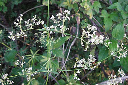 Galium sylvaticum \ Wald-Labkraut, A Klaus 14.7.2007