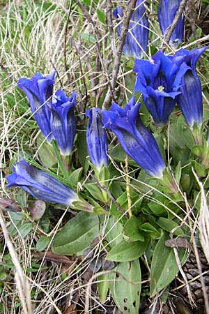 Gentiana acaulis \ Kochs Enzian, Silikat-Glocken-Enzian, A Malta - Tal 7.6.2008