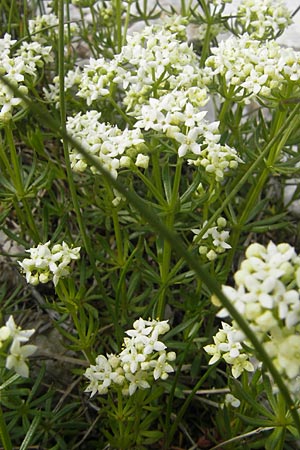 Galium anisophyllon / Alpine Bedstraw, A Carinthia, Petzen 2.7.2010