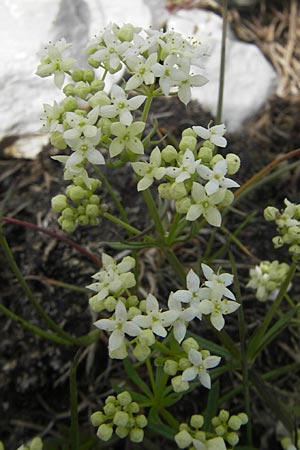 Galium anisophyllon / Alpine Bedstraw, A Carinthia, Petzen 2.7.2010