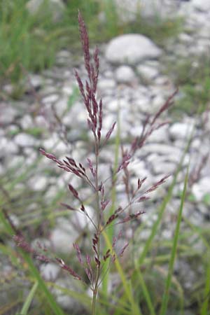 Agrostis stolonifera \ Weies Straugras / Creeping Bentgrass, A Bregenz 16.6.2011