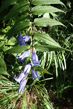 Gentiana asclepiadea / Willow Gentian, A Carinthia, Tscheppa - Gorge 20.8.2016