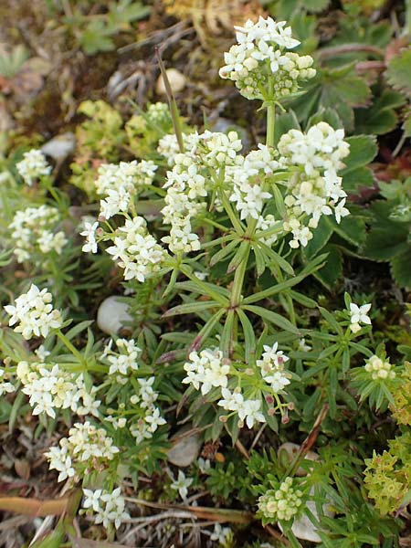 Galium anisophyllon / Alpine Bedstraw, A Rax 28.6.2020