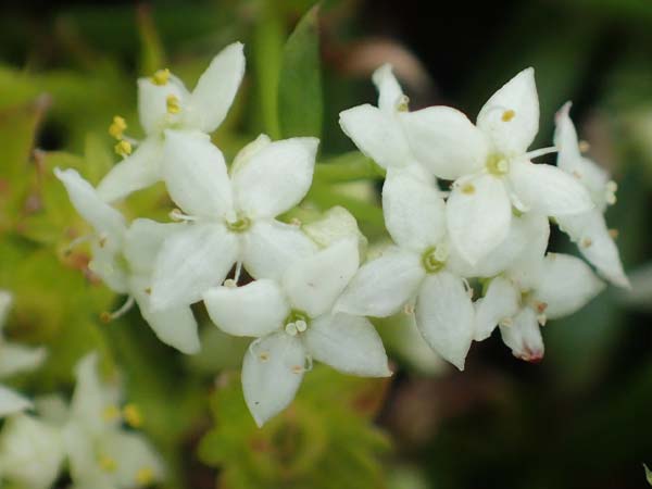 Galium anisophyllon / Alpine Bedstraw, A Rax 28.6.2020