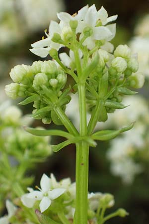 Galium anisophyllon / Alpine Bedstraw, A Rax 28.6.2020