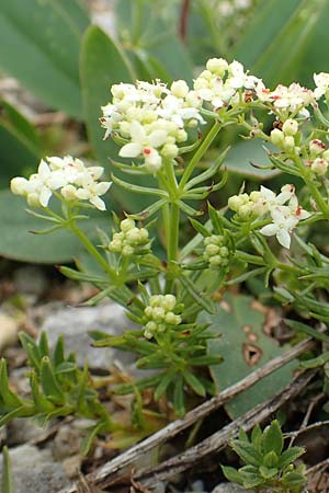 Galium anisophyllon / Alpine Bedstraw, A Rax 28.6.2020