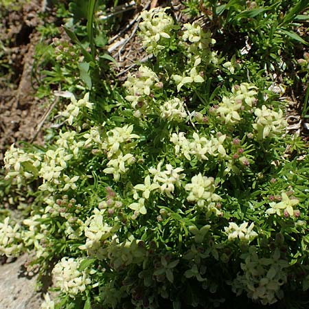 Galium noricum \ Norisches Labkraut, A Wölzer Tauern, Hohenwart 29.7.2021