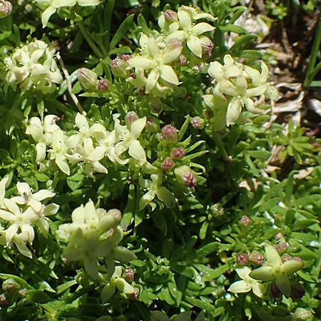 Galium noricum \ Norisches Labkraut, A Wölzer Tauern, Hohenwart 29.7.2021