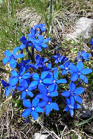 Gentiana brachyphylla \ Kurzblttriger Enzian / Small-Leaved Gentian, A Malta - Tal / Valley 7.6.2008