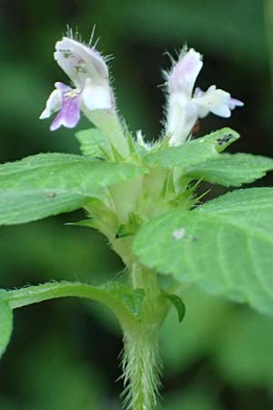 Galeopsis bifida \ Zweizipfeliger Hohlzahn, A Ingeringsee 27.7.2021