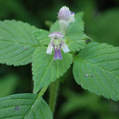 Galeopsis bifida \ Zweizipfeliger Hohlzahn / Bifid Hemp-Nettle, Lesser Hemp-Nettle, A Ingeringsee 27.7.2021