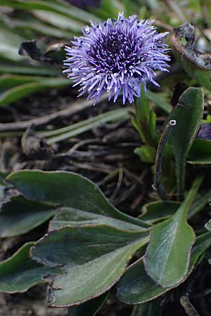 Globularia bisnagarica \ Gewhnliche Kugelblume, A Hainburg 3.4.2023