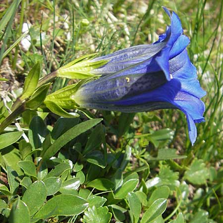 Gentiana clusii / Trumpet Gentian, A Dachstein 20.7.2010