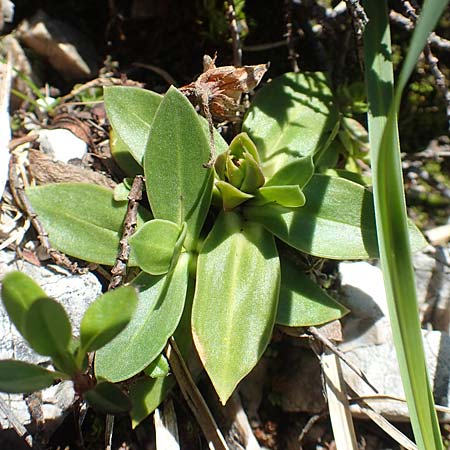 Gentiana clusii / Trumpet Gentian, A Lawinenstein 5.7.2020