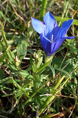 Gentiana pneumonanthe \ Lungen-Enzian / Marsh Gentian, A Seewinkel, Podersdorf 26.9.2012