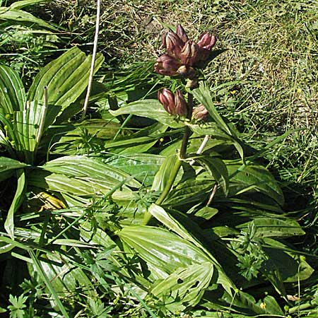 Gentiana pannonica \ Ungarischer Enzian, Pannonischer Enzian / Pannonic Gentian, Hungarian Gentian, A Kärnten/Carinthia, Petzen 21.7.2007