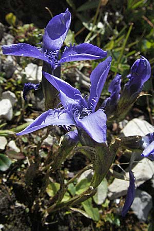 Gentianella ciliata \ Fransen-Enzian / Fringed Gentian, A Hahntennjoch 22.8.2007