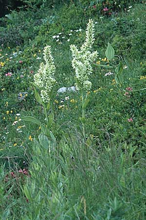 Veratrum album subsp. album / White False Hellebore, A Carinthia, Petzen 11.7.1995