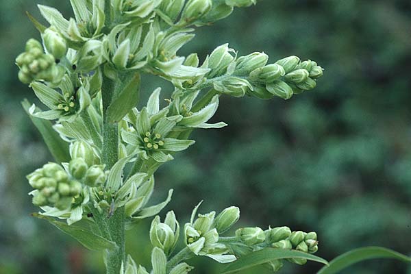 Veratrum album subsp. album \ Weier Germer / White False Hellebore, A Kärnten/Carinthia, Petzen 11.7.1995