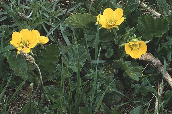 Geum montanum \ Berg-Nelkenwurz, A Widderstein 12.7.1987