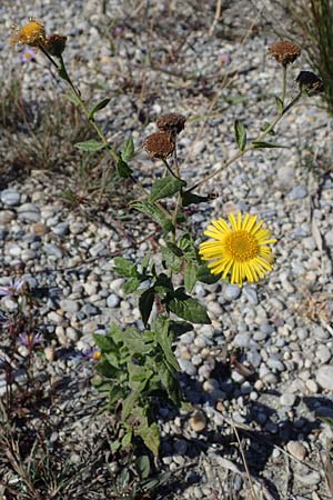 Pulicaria dysenterica \ Groes Flohkraut / Common Fleabane, A Seewinkel, Apetlon 23.9.2022