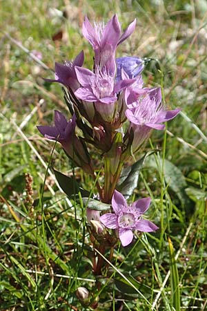 Gentianella austriaca / Austrian Gentian, A Carinthia, Petzen 8.8.2016